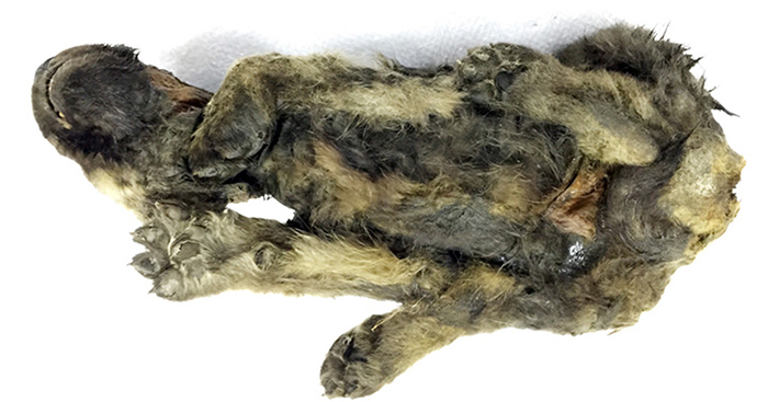 俄罗斯萨哈（雅库特）共和国因迪吉尔卡河旁发现1.8万岁木乃伊幼崽 可能是人类发现的最古老的狗
