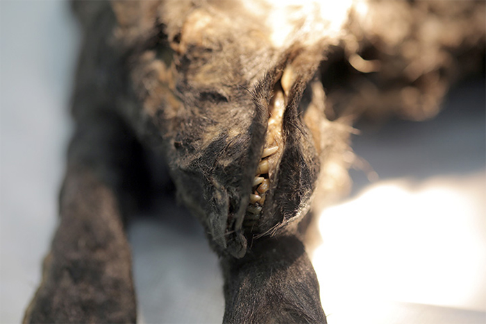 俄罗斯萨哈（雅库特）共和国因迪吉尔卡河旁发现1.8万岁木乃伊幼崽 可能是人类发现的最古老的狗