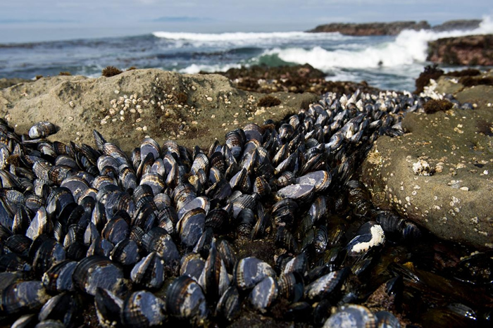 栖息在加拿大不列颠哥伦比亚省温哥华岛（Vancouver Island）海岸的油黑壳菜蛤（Mytilus trossulus），能染上两种传染行癌症。 PHOT