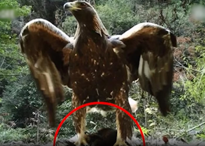 神农架国家公园首次发现巨型金雕 红外线相机拍到1.2米高“神雕” 网民：杨过在哪？