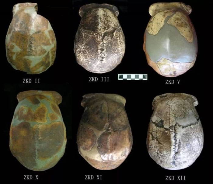 北京猿人头盖骨发现90周年：北京猿人生活的时间距今多少年 丢失的化石在哪里？