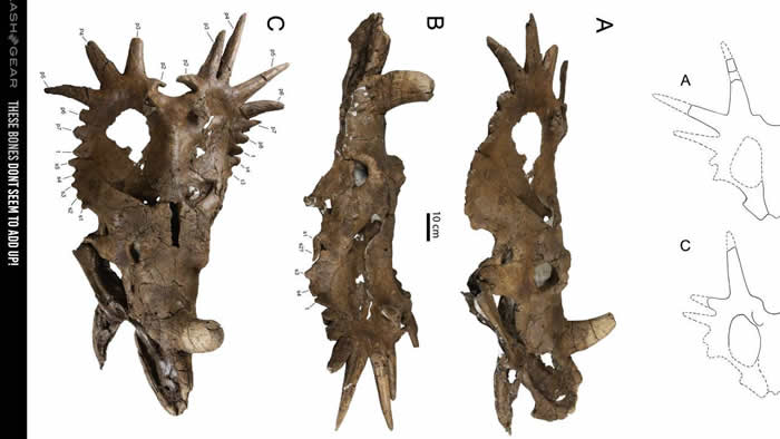 加拿大发现的阿尔伯塔戟龙（头骨编号UALVP55900）可能改变已经流传200年的假设
