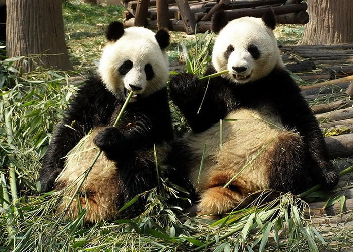 国家林业和草原局下发通知加强保护大熊猫等野外种群栖息地
