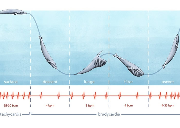 美国科学家首次测到蓝鲸心跳 助了解体型庞大之谜