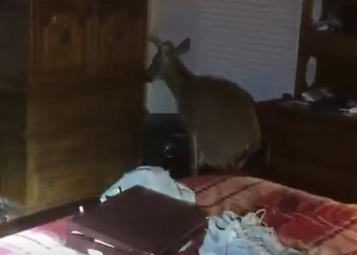美国俄克拉何马州埃德蒙镇小鹿误闯一户人家睡房