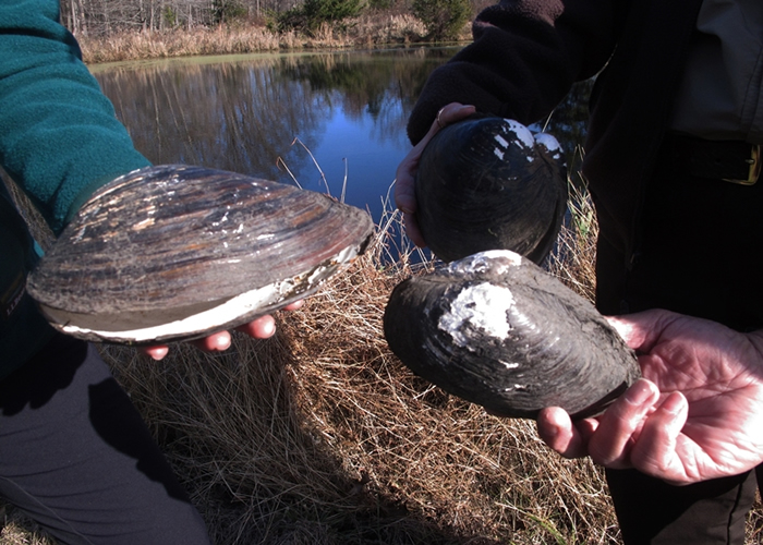官员指中国蚌类侵略性强，或对当地生态造成破坏。