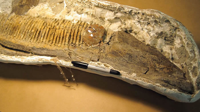 加拿大阿尔伯塔省恐龙公园发现的7500万年前鸭嘴龙颚骨化石顶部有个含有树木和蚜虫的琥珀