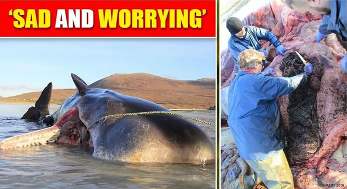 冲上苏格兰海岸的抹香鲸胃中发现超过100公斤垃圾