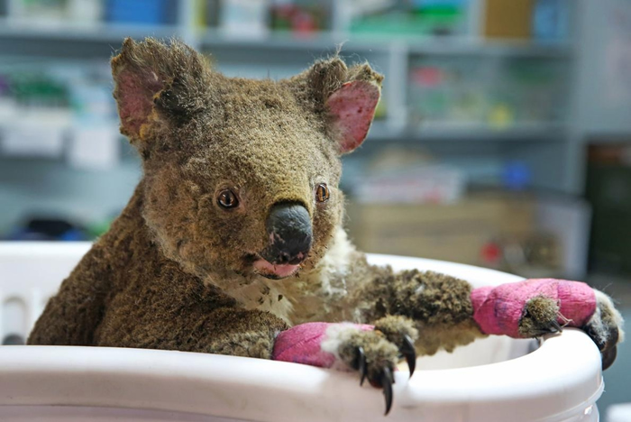 被救命恩人取名为安玟（Anwen）的雌无尾熊，正在澳洲麦夸利港（Port Macquarie）的无尾熊医院中接受治疗。 蹂躏该地区的森林野火烧伤了牠。 PHOT