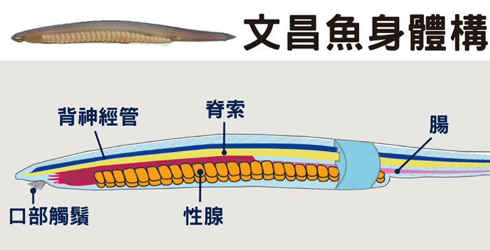 图为脊索动物代表——文昌鱼。 脊索动物门包含头索动物、尾索动物、脊椎动物，共同特征是在个体发育过程或某时期有 (支撑身体的) 脊索、背神经管 (神经集合成一束)