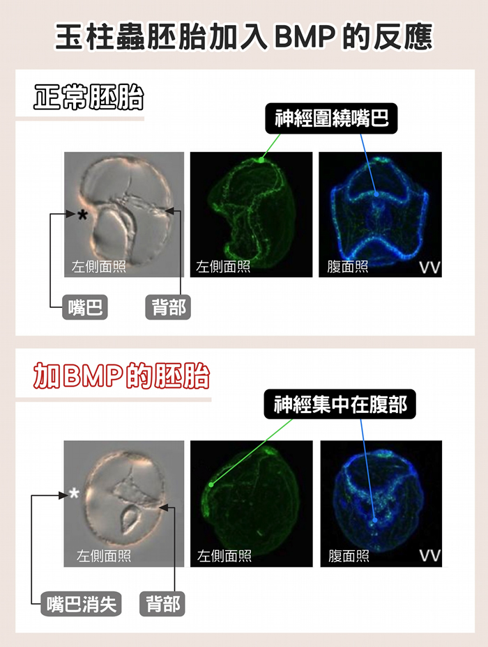 玉柱虫的正常胚胎以及加了BMP的胚胎比较图。 上列显示：正常玉柱虫的神经系统分布于腹背两侧之间，以控制纤毛摆动，帮助摄食。 下列显示：加了BMP后的玉柱虫胚胎，