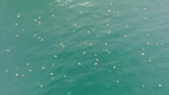 榄蠵龟大批聚集在奥斯蒂欧娜国家野生动物保护区（Ostional National Wildlife Refuge）的外海。 PHOTOGRAPH BY VANE