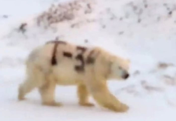 俄罗斯一只北极熊被人涂上巨大“T-34”字样