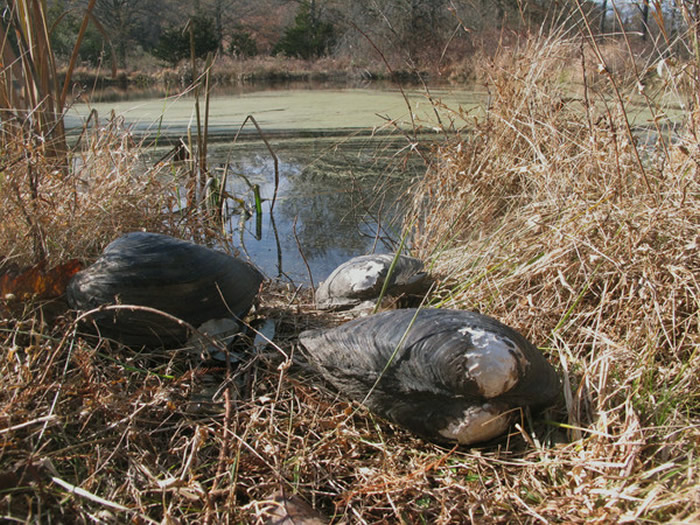 美国新泽西州池塘被超巨大的“背角无齿蚌”（Chinese pond mussel）入侵