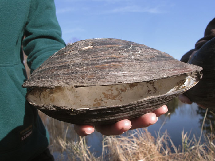 美国新泽西州池塘被超巨大的“背角无齿蚌”（Chinese pond mussel）入侵