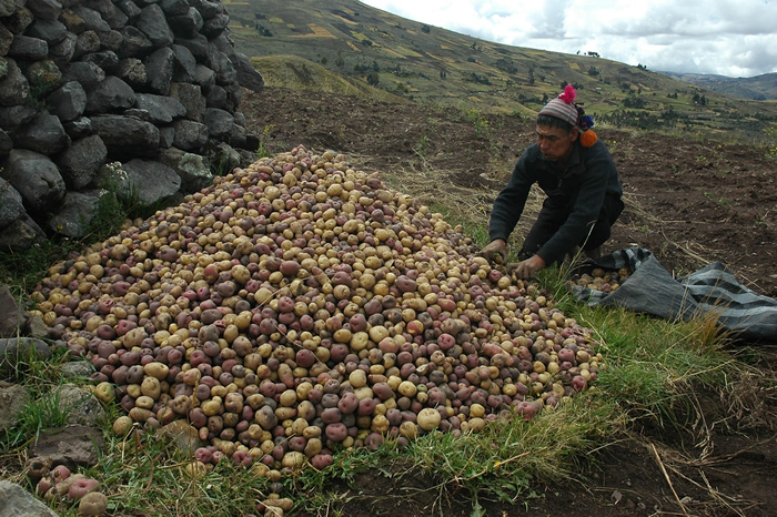 考古学家认为，马铃薯是7000年前秘鲁农民的祖先在现代秘鲁和玻利维亚之间的「的的喀喀湖」岸上栽培出来的。 图片来源：International Potato C