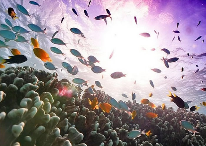 鱼群有助清理已死珊瑚礁，为在生珊瑚礁提供更多生存空间。