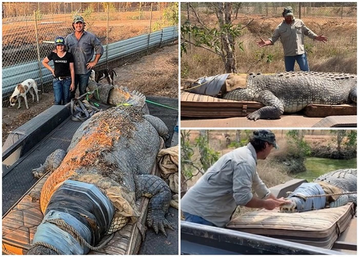 澳洲北领地致力保护动物的男子Matt Wright放生5米长巨鳄“暴龙”