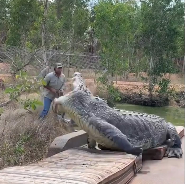 澳洲北领地致力保护动物的男子Matt Wright放生5米长巨鳄“暴龙”