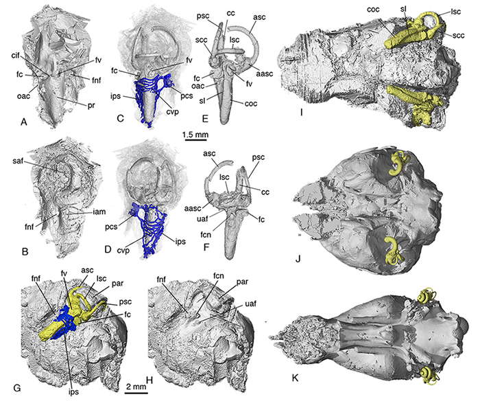 李氏源掠兽内耳结构与脑腔形态及相对关系（A-I），以及与单孔类（J）、有袋类（K）的比较。黄色为内耳结构的内模，蓝色为内耳相关血管系统 （毛方园 供图）