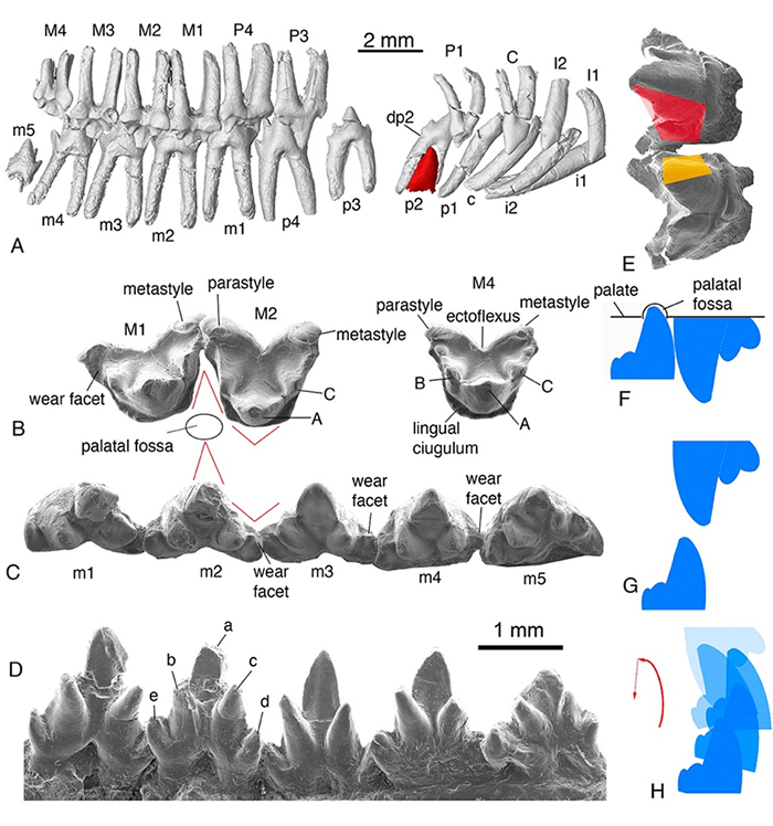李氏源掠兽(Origolestes lii)牙齿形态、磨蚀细节和咬合运动关系 （毛方园 供图）