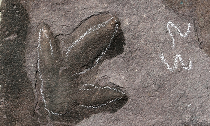 河北承德避暑山庄发现大量侏罗纪恐龙足迹化石：包括恐爪龙类、实雷龙、韩国鸟和雷龙