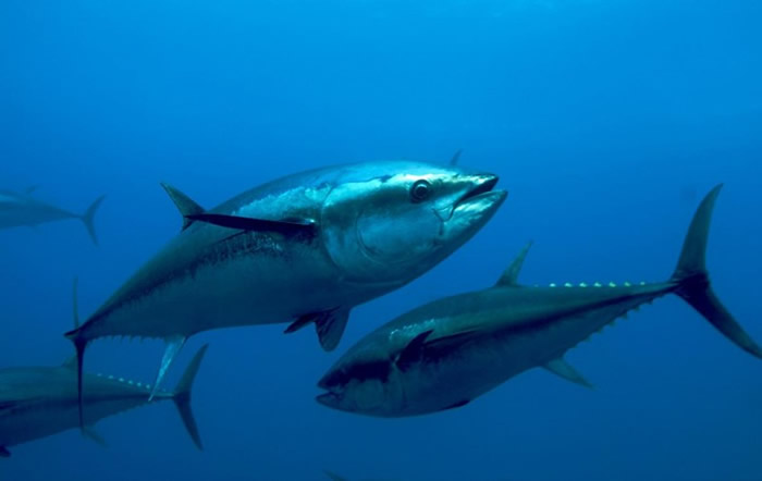 吞拿鱼等大型鱼类易受缺氧影响。