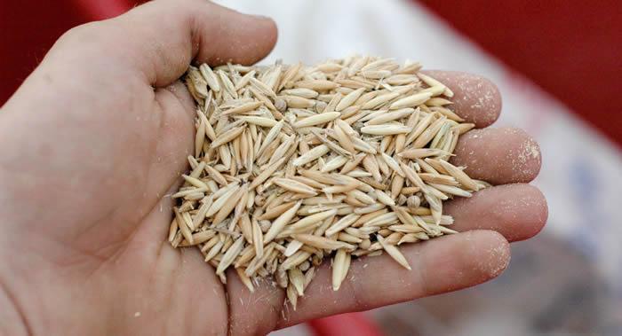研究发现食用燕麦籽提取物可降低血液中胆固醇的水平