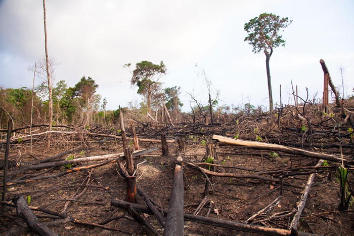 泛亚马逊公路（Trans-Amazonian Highway）沿途的雨林被砍伐殆尽，准备养牛。 像这样的森林空隙地，跟疟疾之类传染病的传播有关。 PHOTOGR