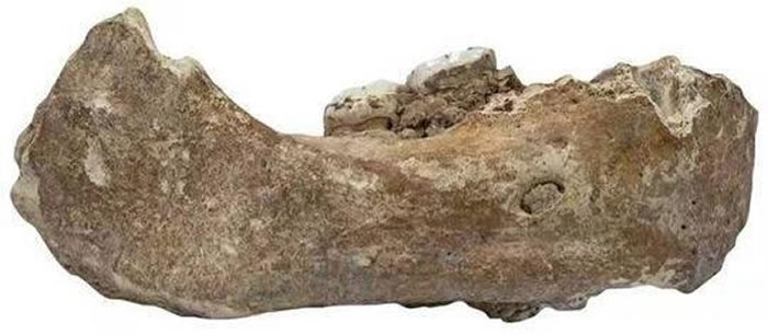 甘肃夏河白石崖溶洞丹尼索瓦人化石入选《Archaeology》2019年度世界十大考古发现