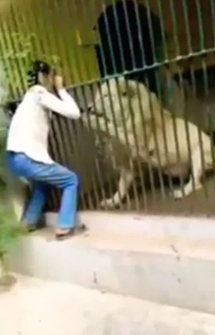 巴基斯坦克拉嗤动物园员工喂食狮子时手臂被当成大餐