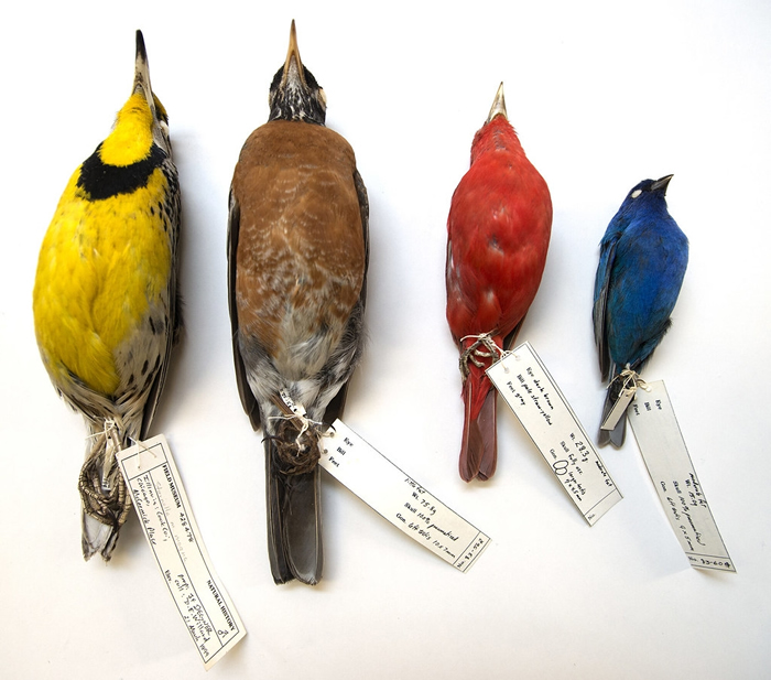芝加哥麦考密克广场的窗杀鸟类，标本现搜藏在菲尔德自然史博物馆（Field Museum）。 图片来源：密西根大学新闻稿／Field Museum, Karen