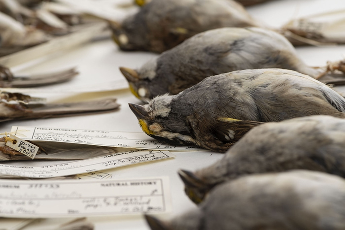 1978-2016年间，由密西根大学主导的大型研究计划测量了7万多件鸟类标本。 图片来源：密西根大学新闻稿／Roger Hart/University of M