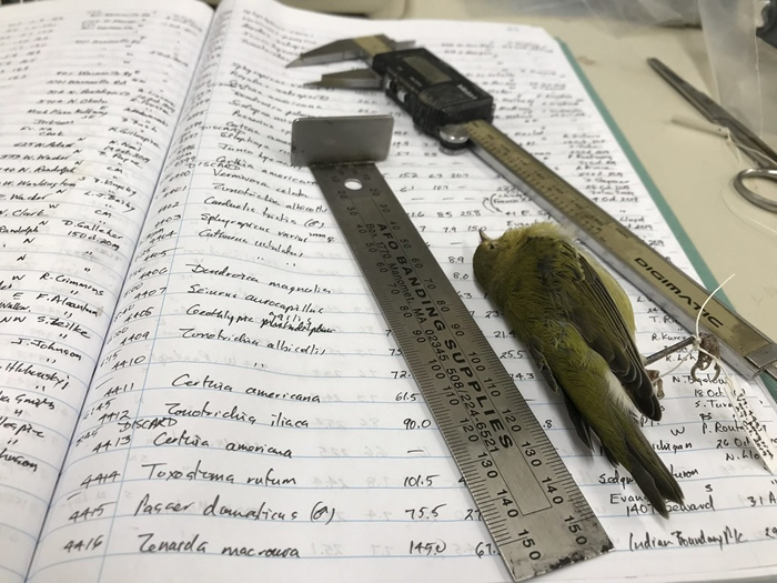 菲尔德自然史博物馆鸟类学家戴维． 乌伊拉德（David Willard）测量鸟类标本的手写笔记。 图片来源：密西根大学新闻稿／Field Museum, Kat