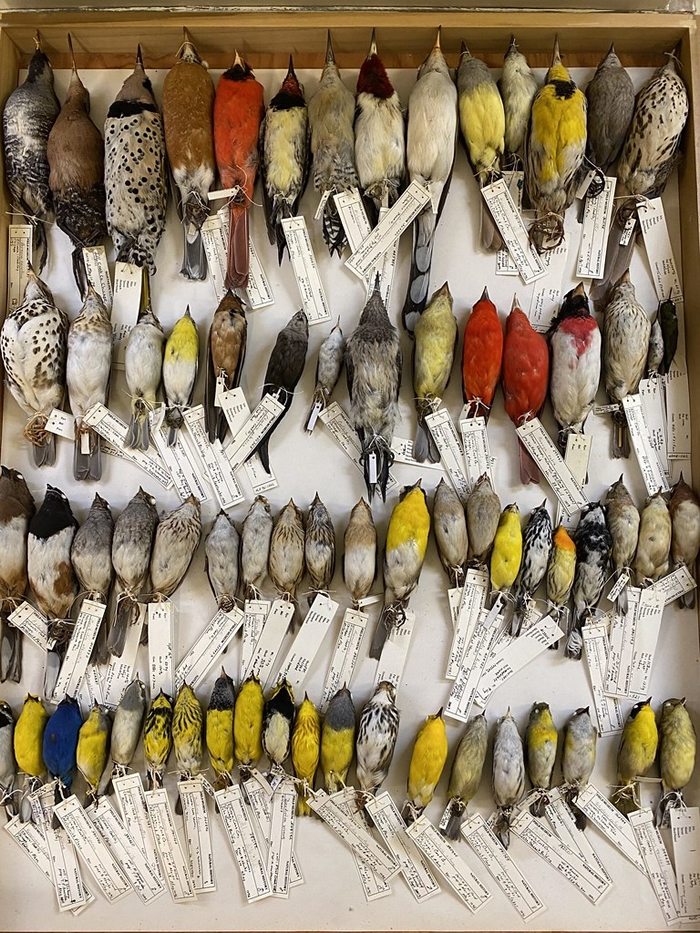 7万多件鸟类标本的一小部分。 图片来源：密西根大学新闻稿／Field Museum, Ben Marks