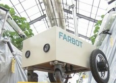 日本埼玉县越谷市准备引入能预测草莓收获量的人工智能机器人