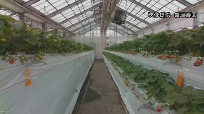 日本埼玉县越谷市准备引入能预测草莓收获量的人工智能机器人