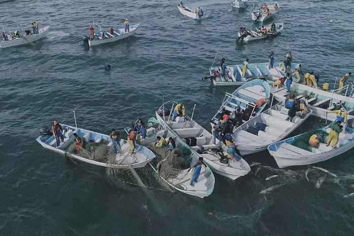 墨西哥加尼福尼亚湾渔民非法捞捕石首鱼 威胁濒危小头鼠海豚