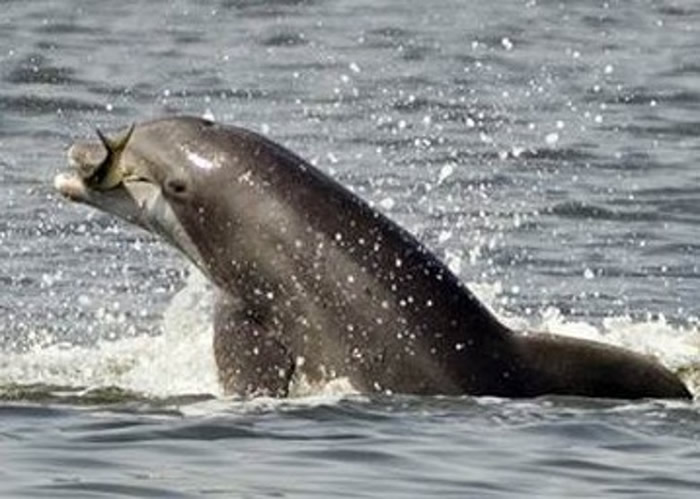 墨西哥加尼福尼亚湾渔民非法捞捕石首鱼 威胁濒危小头鼠海豚