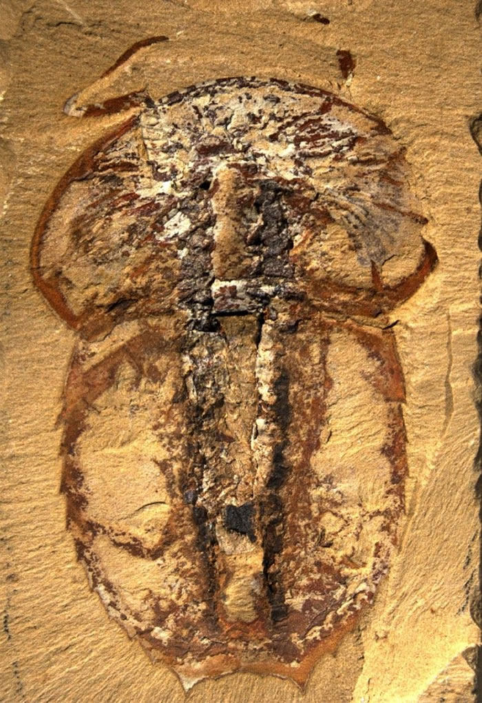 寒武纪澄江生物群中的刺状纳罗虫化石（上图个体体长21毫米）。修改自Zhai et al., 2019, Proceedings of the Royal Soc