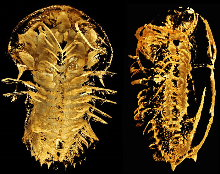 寒武纪澄江生物群中不同发育阶段的刺状纳罗虫化石的显微CT成像。左：幼虫，体长11毫米；右：成虫，体长31毫米。修改自Zhai et al., 2019, Pro