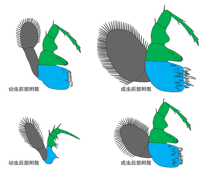 纳罗虫幼虫、成虫附肢形态复原图。