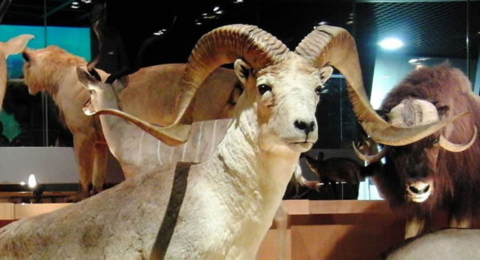 美国总统唐纳德·特朗普之子在蒙古国非法猎杀珍稀大角羊