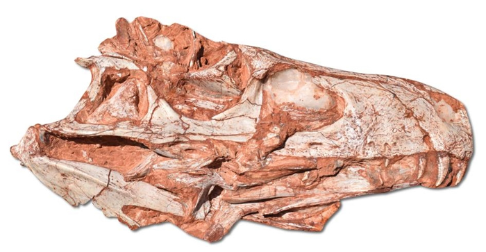 这具噬颌龙的头骨化石出土于巴西南部的城镇圣若昂－杜波莱西尼。 COURTESY OF RODRIGO TEMP MüLLER