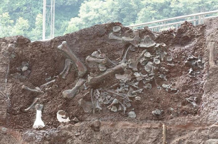 重庆云阳新田沟组发现新恐龙动物群 命名两个恐龙新属种：普安云阳龙、磨刀溪三峡龙