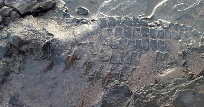 英国业余考古学家在萨默塞特郡斯托尔福德海滩遛狗时意外发现6500万年前鱼龙化石