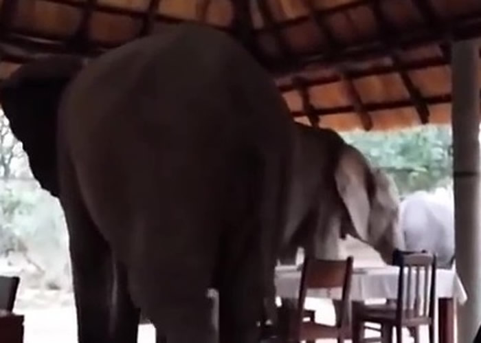 大象一家饱餐后没有付账，施然离去。