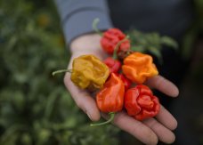 塞尔维亚男子种植全世界最辣的辣椒“卡罗莱纳死神”（Carolina Reaper）