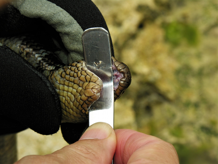 海蛇的毒牙通常很短（摄影：杜铭章）