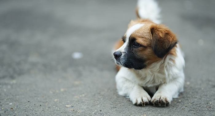 小狗可能是美国顽固抗药性细菌的病原体